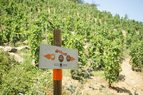 Cave Saint-Désirat - Sentiers de découverte image 3