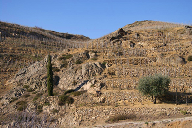 Vue du domaine de Rochevine n°1