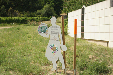 Vue du domaine de Rochevine n°2