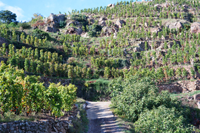 Vue du domaine de Rochevine n°3